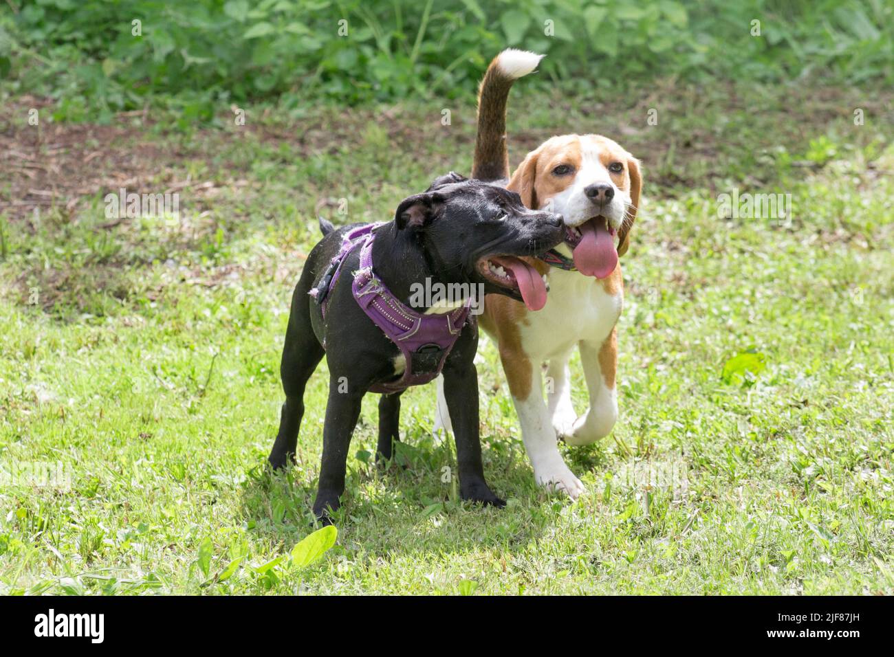 Le mini-staffordshire Terrier Puppy et le beagle Puppy anglais sont debout sur une herbe verte dans le parc d'été. Quatre mois. Animaux de compagnie. Chien de race. Banque D'Images