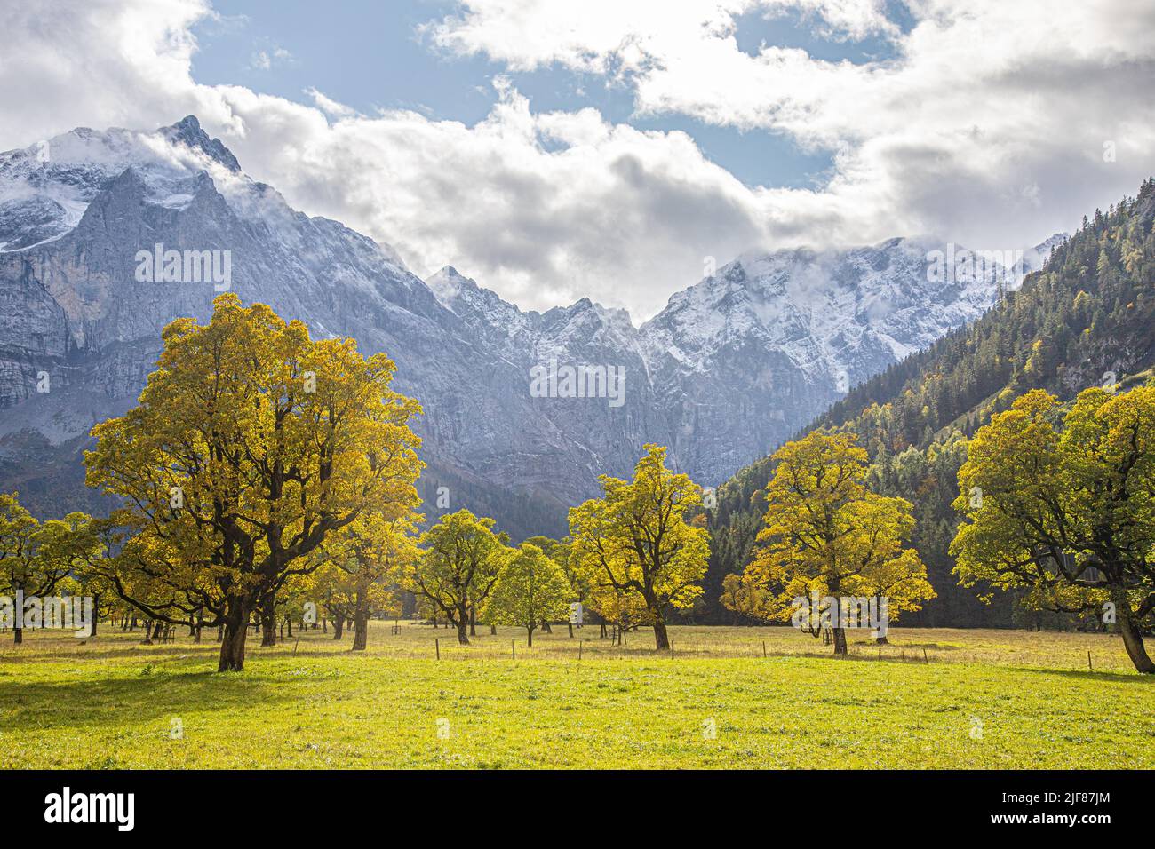 Érable d'automne avec lumières solaires montagne Karwendel avec la première neige Banque D'Images