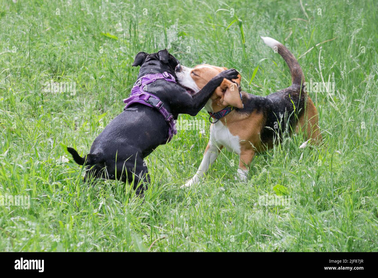 Mignon mini staffordshire terrier chiot et beagle chiot anglais jouent sur une herbe verte dans le parc d'été. Quatre mois. Animaux de compagnie. Rerouge Banque D'Images