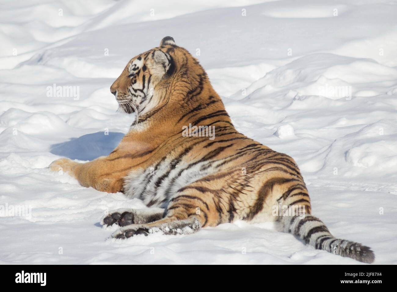 Le tigre de sibérie sauvage est couché sur une neige blanche et regarde loin. Tigre d