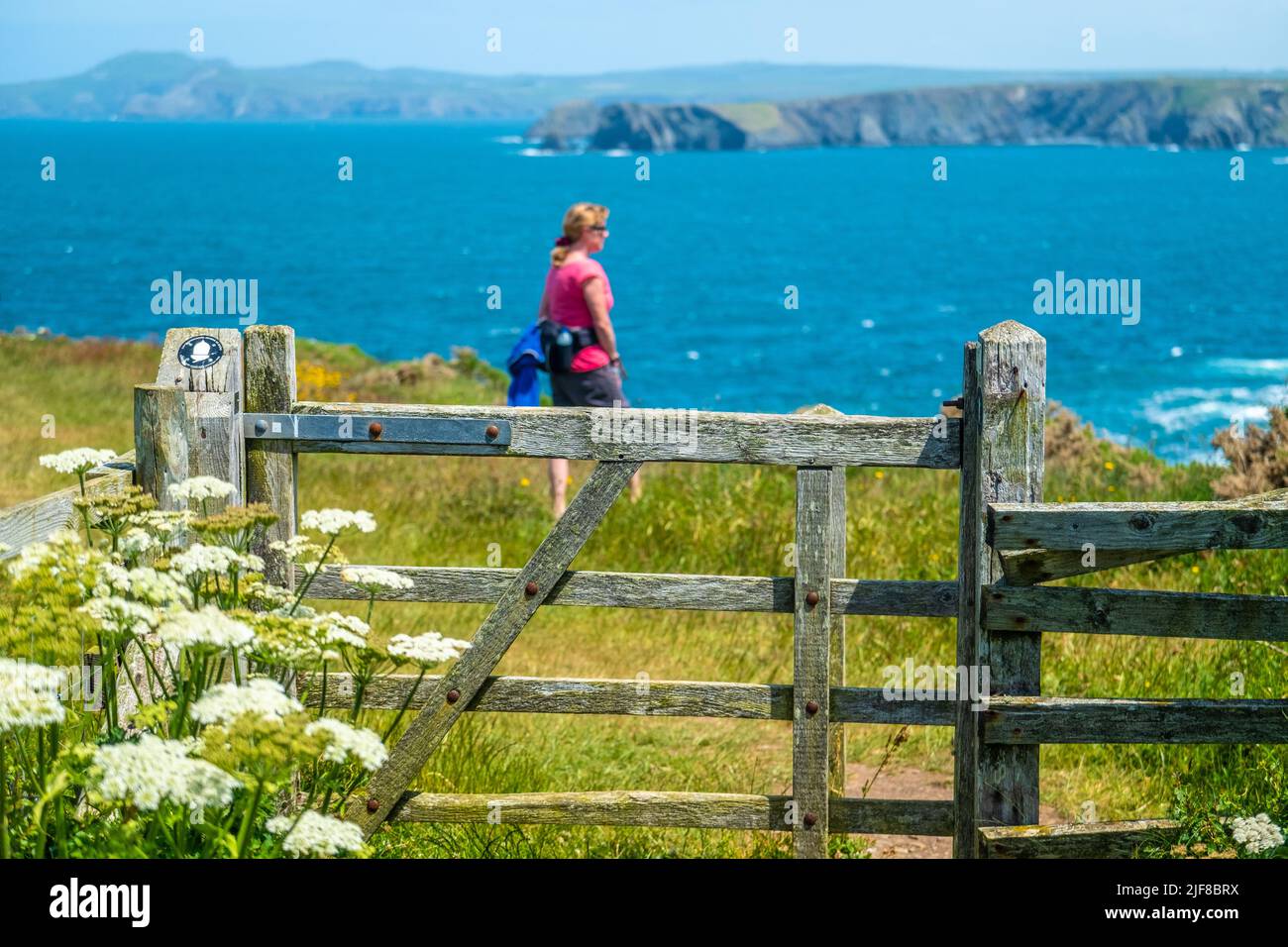 Femme / femme marcheur sur la route de la côte du pays de Galles à Pembrokeshire Banque D'Images