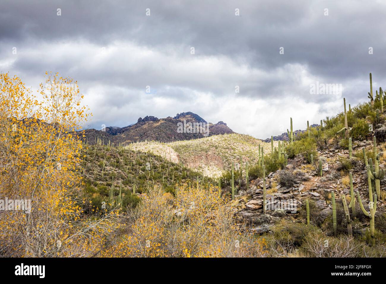 Le paysage juste au-dessus de Sabino Creek dans le domaine de loisirs de Sabino Canyon, Arizona, États-Unis. Banque D'Images