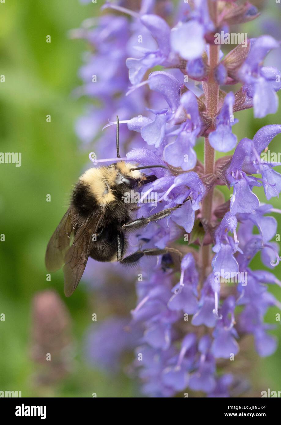 L'abeille Bumble à face jaune (Bombus vosnesenskii) se nourrissant de la fleur de Salvia Banque D'Images