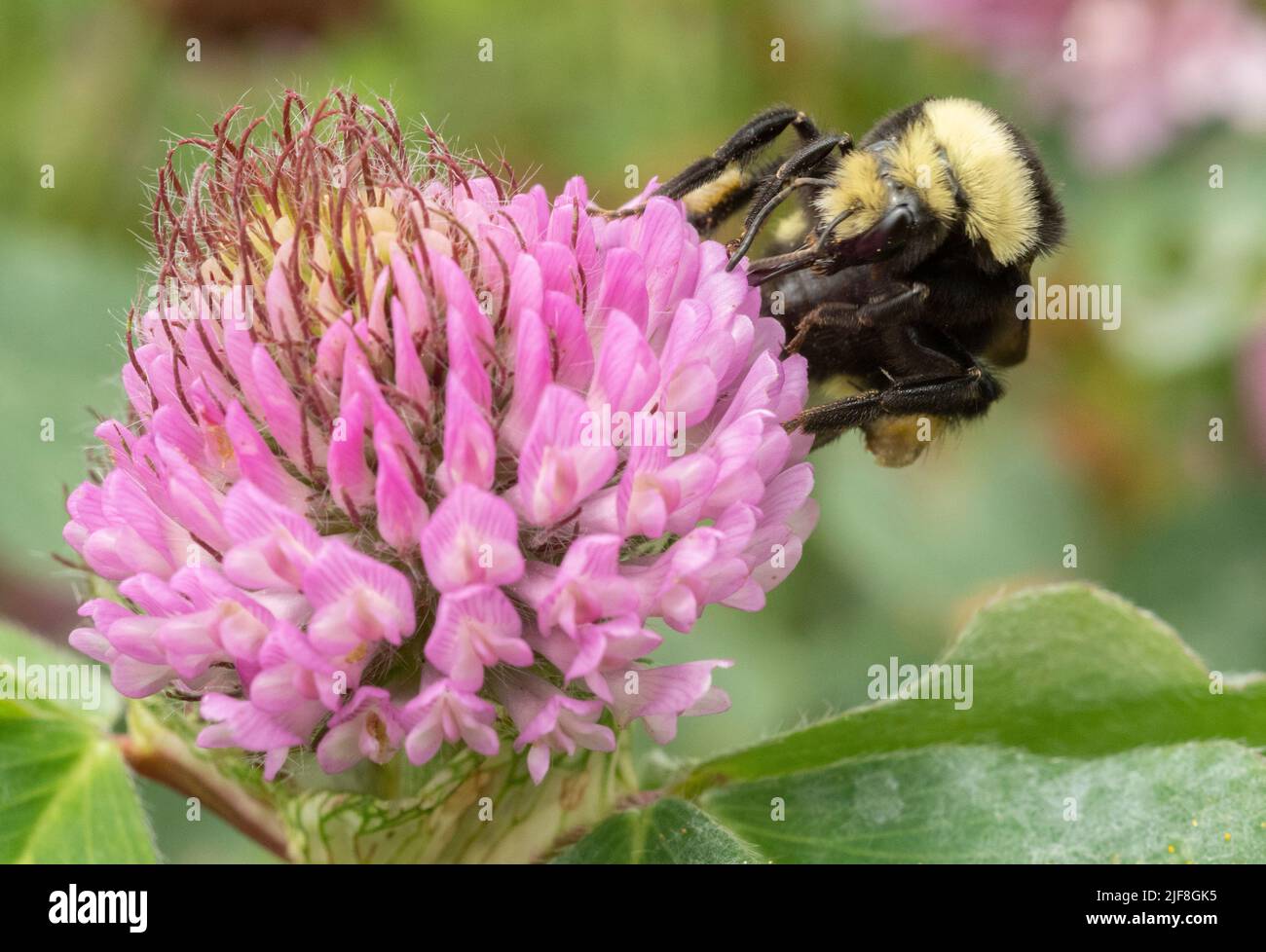 Abeille Bumble à face jaune (Bombus vosnesenskii) sur fleur rouge de trèfle Banque D'Images