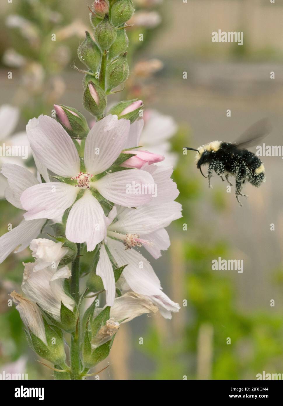 Abeille Bumble à face jaune (Bombus vosnesenskii) sur Meadow Checker Mallow (Sidalcea campestris) Tualatin Valley, Oregon Banque D'Images