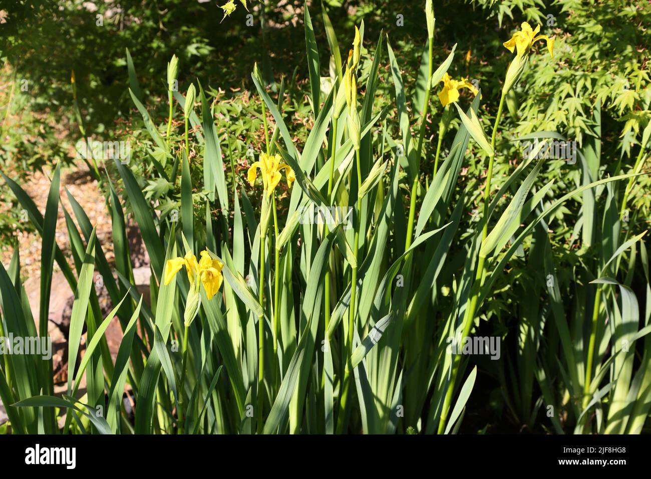 Iris pseudocacorus (drapeau jaune, iris jaune, drapeau de l'eau) est une espèce de plante florale de la famille des Iridaceae. Banque D'Images