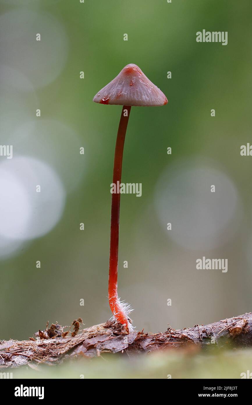 Le capot de Saffrondrop, Mycena crocata montrant la caractéristique orange « saignement », en particulier lorsqu'il est endommagé sur le capuchon ou la tige (stipe). Banque D'Images