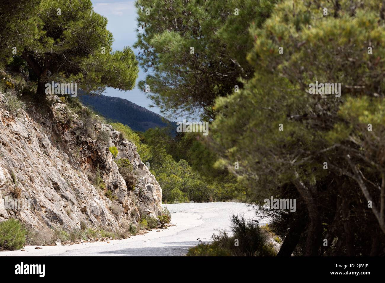 Une route forestière verte lucious avec texture de montagne rocheuse couvrant le côté gauche. Banque D'Images