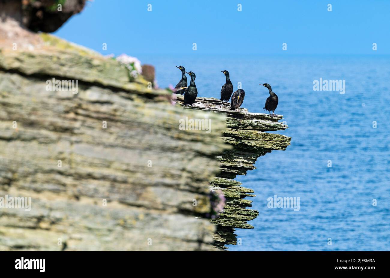 Un groupe de shags perchés sur le bord d'une falaise, Papa Westray, îles Orcades Banque D'Images
