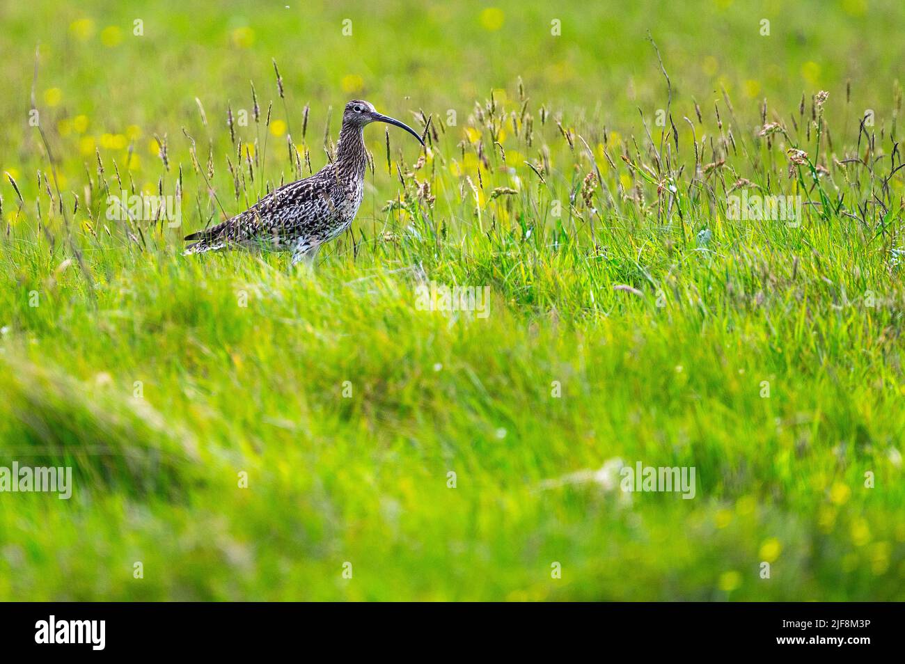 Un curlew se fourrasse dans les longues herbes, Eday, Orcades Banque D'Images