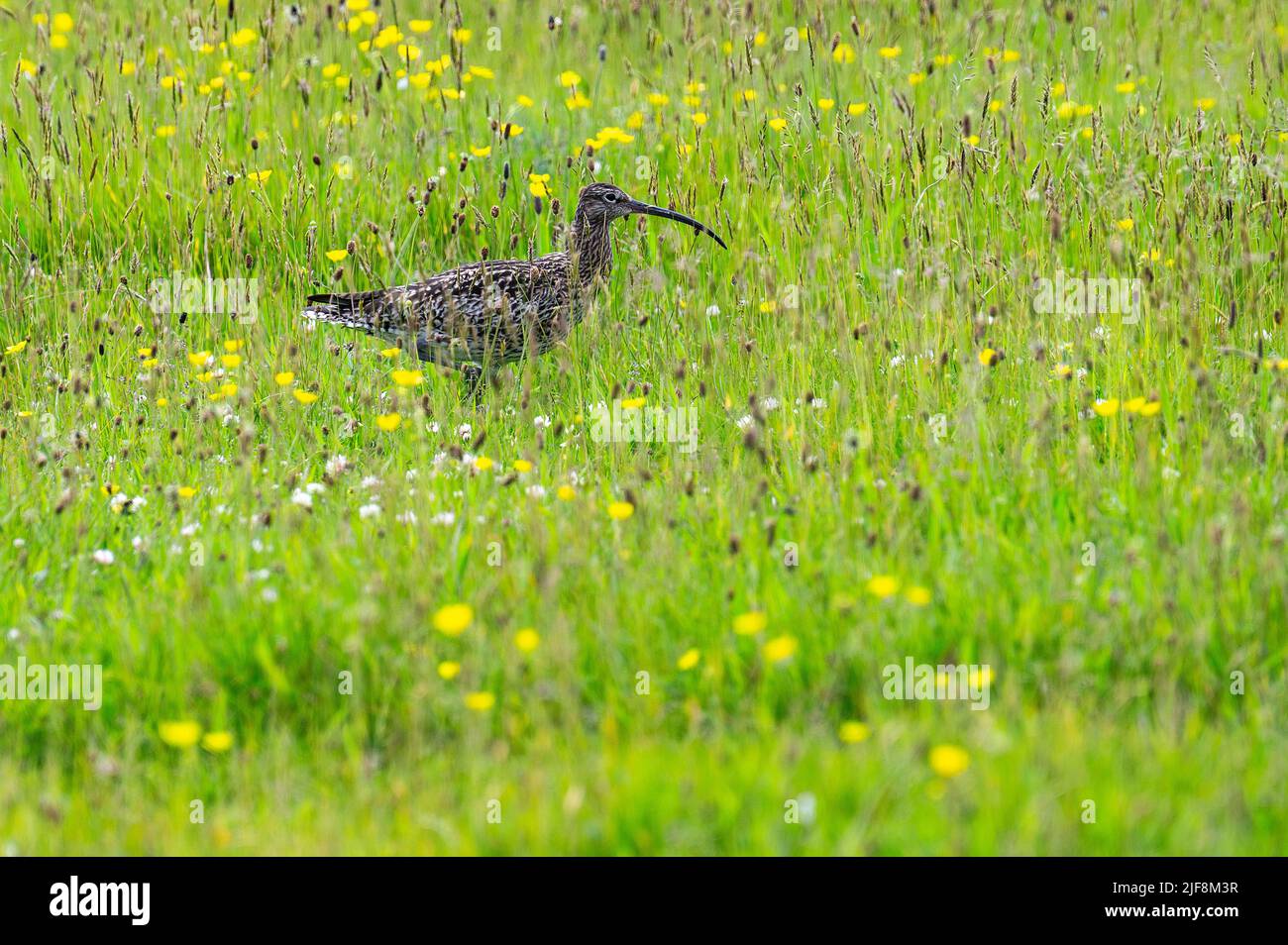 Un curlew se fourrasse dans les longues herbes, Eday, Orcades Banque D'Images