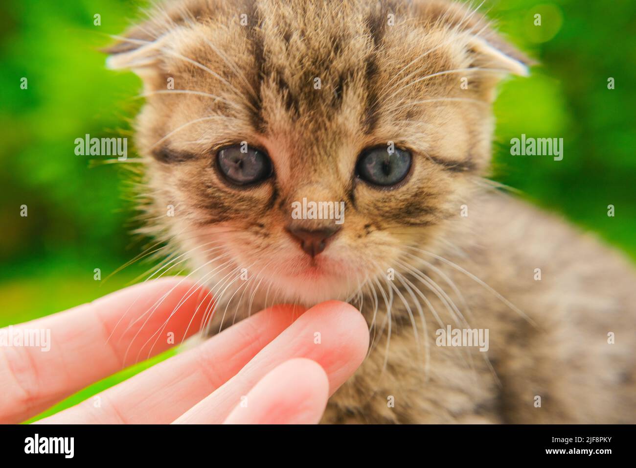 PET.Tabby chaton rayé et bras d'enfant.main de bouter un chaton. Communication entre les personnes et les animaux Banque D'Images