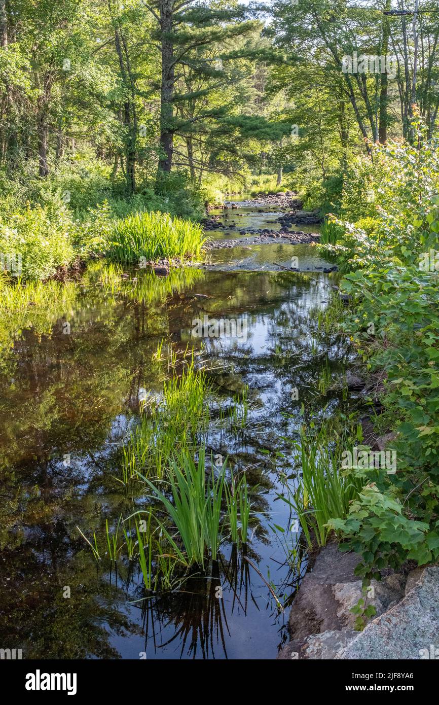 La branche est de la rivière Swift à la propriété Trustees of Reservations de Petersham, ma Banque D'Images