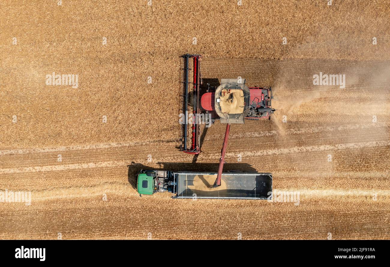 Rehbach, Allemagne. 30th juin 2022. Une moissonneuse-batteuse appartenant à Agrarprodukte Kitzen, par exemple, récolte de l'orge dans un champ proche de Leipzig. Normalement, la récolte ne commence pas ici avant juillet. Cette année, après la chaleur et la sécheresse, les agriculteurs de Saxe emportent leurs moissonneuses-batteuses dans les champs bien plus tôt dans de nombreux endroits. Agrarprodukte Kitzen, par exemple, exploite 2800 hectares de terres arables, dont les céréales s'étendent sur environ 1900 hectares. (Photo aérienne avec drone) (pour dpa, « les moissonneuses-batteuses roulent - début de récolte précoce pour les agriculteurs de Saxe ») crédit : Jan Woitas/dpa/Alay Live News Banque D'Images