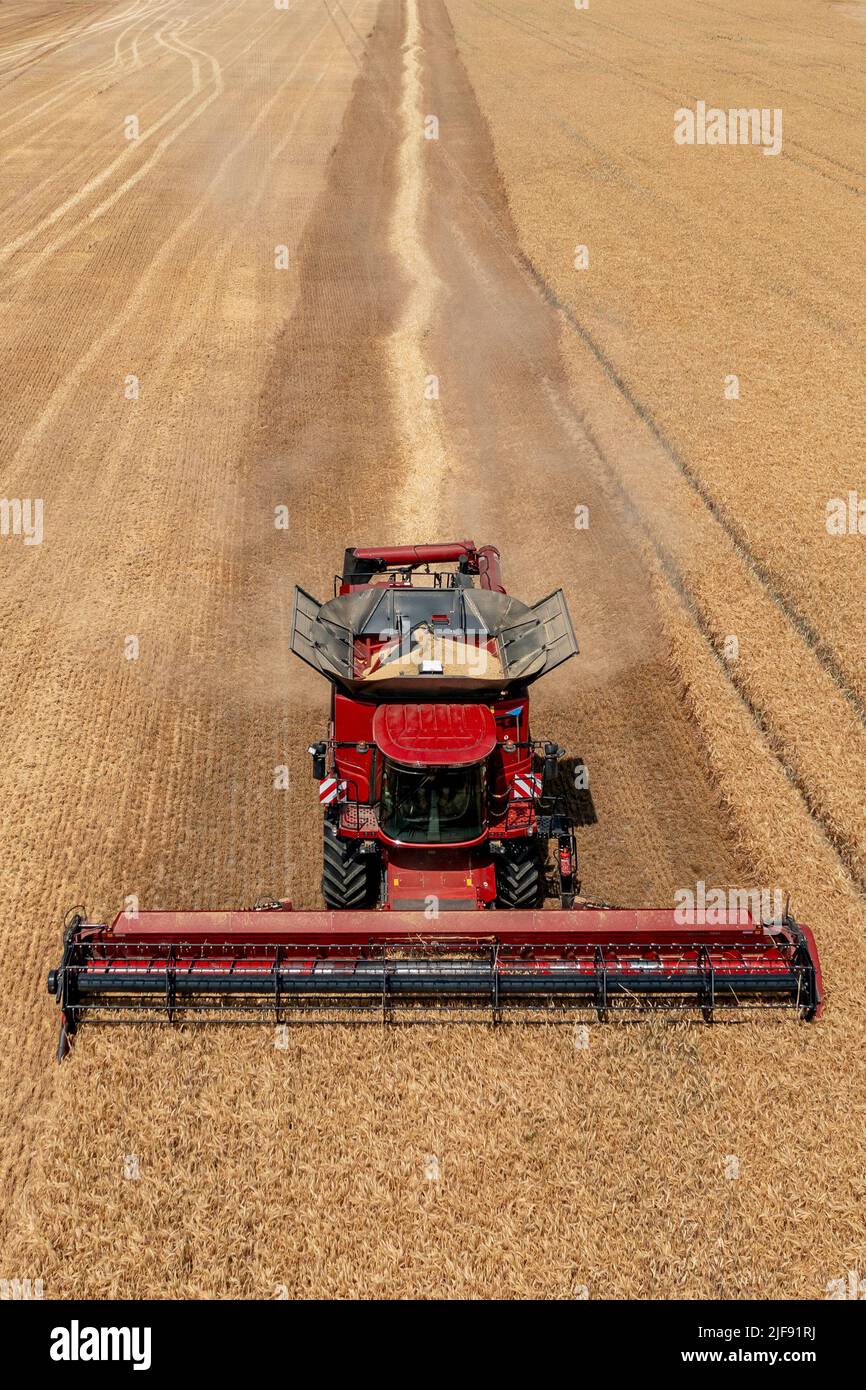 Rehbach, Allemagne. 30th juin 2022. Une moissonneuse-batteuse appartenant à Agrarprodukte Kitzen, par exemple, récolte de l'orge dans un champ proche de Leipzig. Normalement, la récolte ne commence pas ici avant juillet. Cette année, après la chaleur et la sécheresse, les agriculteurs de Saxe emportent leurs moissonneuses-batteuses dans les champs bien plus tôt dans de nombreux endroits. Agrarprodukte Kitzen, par exemple, exploite 2800 hectares de terres arables, dont les céréales s'étendent sur environ 1900 hectares. (Photo aérienne avec drone) (pour dpa, « les moissonneuses-batteuses roulent - début de récolte précoce pour les agriculteurs de Saxe ») crédit : Jan Woitas/dpa/Alay Live News Banque D'Images