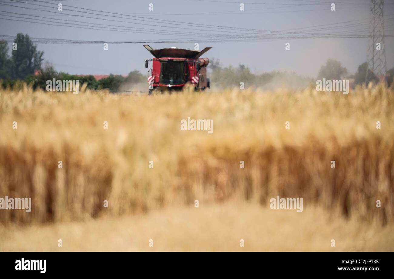 Rehbach, Allemagne. 30th juin 2022. Lors de la chaleur estivale étincelante, une moissonneuse-batteuse d'Agrarprodukte Kitzen, par exemple, récolte de l'orge dans un champ près de Leipzig. Normalement, la récolte ici ne commence pas avant juillet. Cette année, après la chaleur et la sécheresse, les agriculteurs de Saxe emportent leurs moissonneuses-batteuses dans les champs bien plus tôt dans de nombreux endroits. Agrarprodukte Kitzen, par exemple, exploite 2800 hectares de terres arables, dont le grain cultive sur environ 1900 hectares. (Pour dpa, « les moissonneuses-batteuses sont en marche - début de récolte précoce pour les agriculteurs de Saxe ») crédit : Jan Woitas/dpa/Alamy Live News Banque D'Images