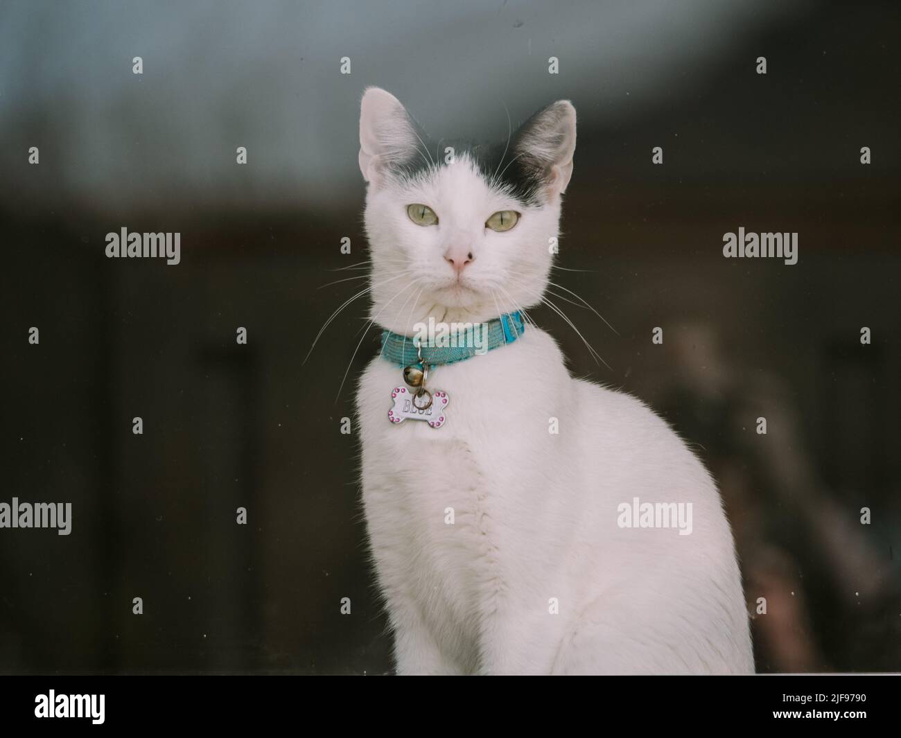 Chat noir et blanc regardant à travers la fenêtre Banque D'Images