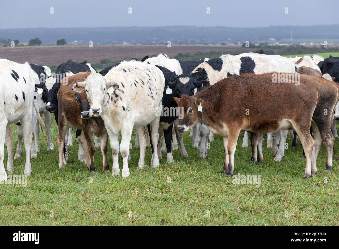 Un mélange de vaches laitières de Jersey et de Holstein dans un pâturage dans la province du Cap-est en Afrique du Sud Banque D'Images