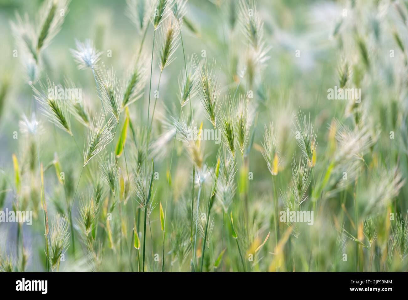 Gros plan des épis de céréales sauvages au vent. Herbe verte décorative illuminée. Banque D'Images