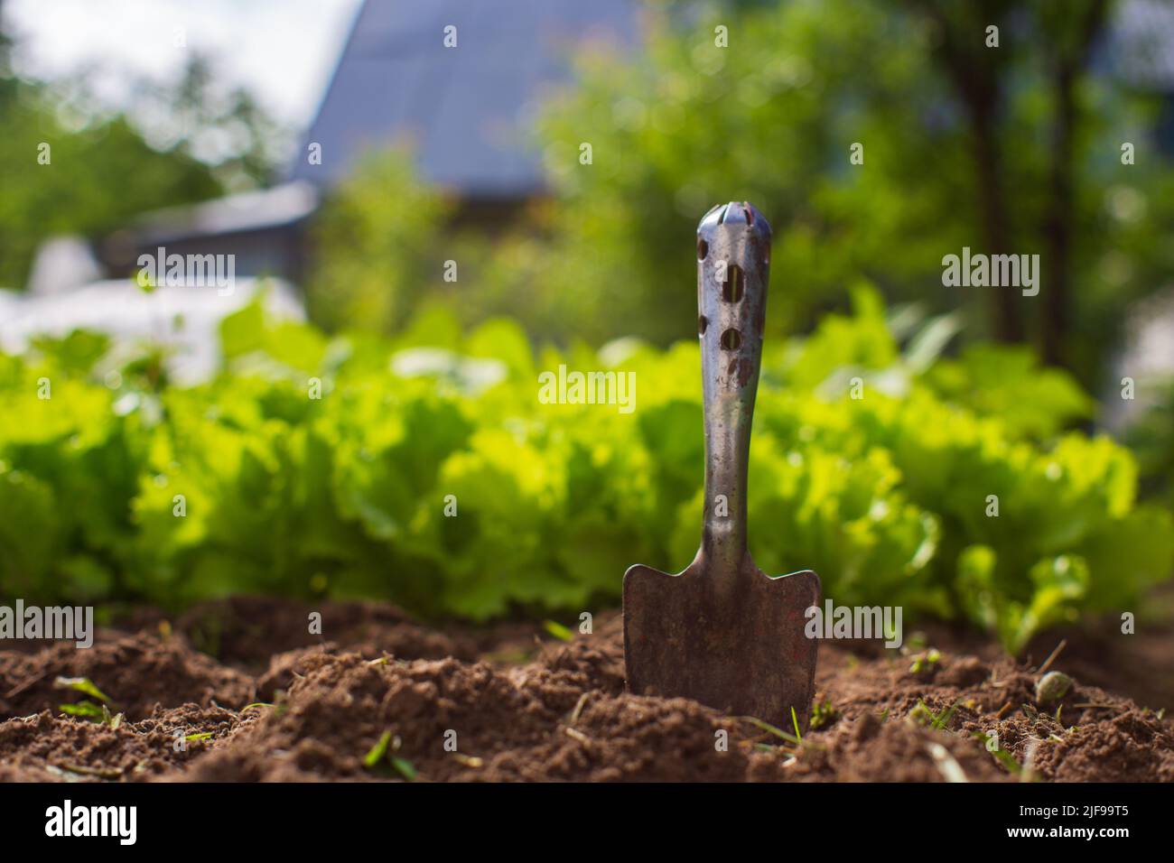 Gros plan d'une pelle de jardin coincée dans le sol. Concept de jardinage. Plantes agricoles poussant dans la rangée de lits Banque D'Images