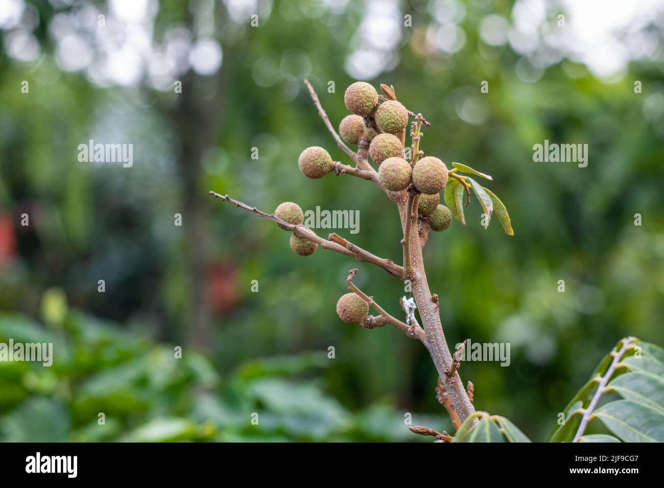 Fruits de longue concentrés sélectifs poussant sur une branche gros plan avec l'espace de copie Banque D'Images