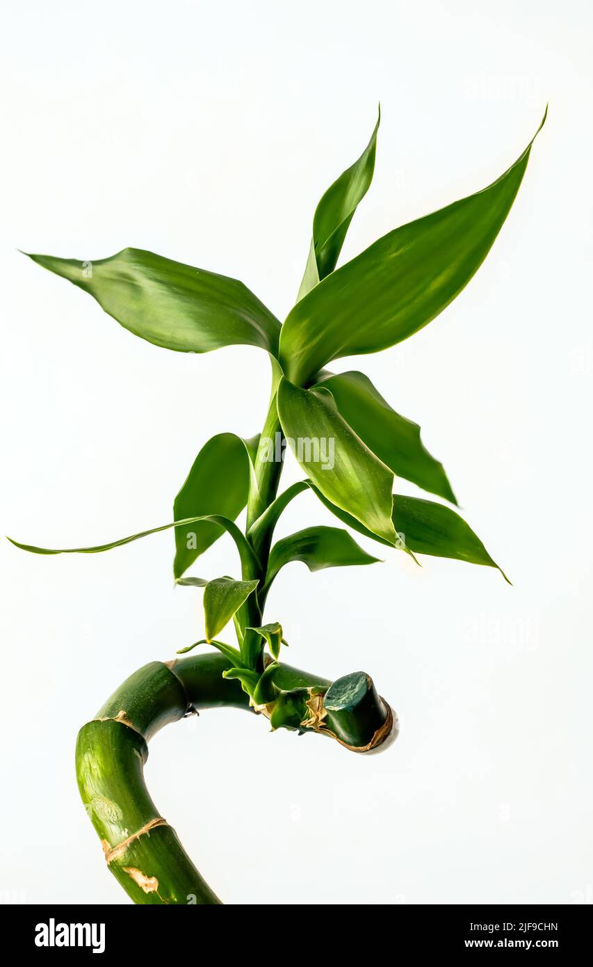Lucky Bamboo, Ribbon Dracaena, Curly Bamboo, Chinese Aquatic Bamboo, plante gros plan sur un fond blanc, fond pour les projets Banque D'Images