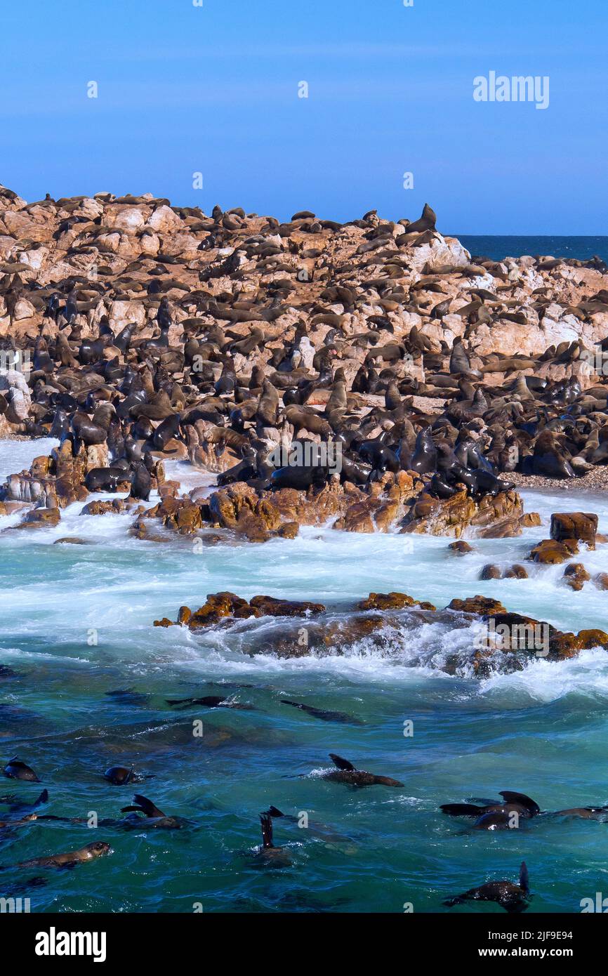 Cape fur Seals, Arctocephalus pusillus, Shark Alley, Geyser Rock, Dyer Island, Gansbaai, Western Cape, Afrique du Sud, Afrique Banque D'Images