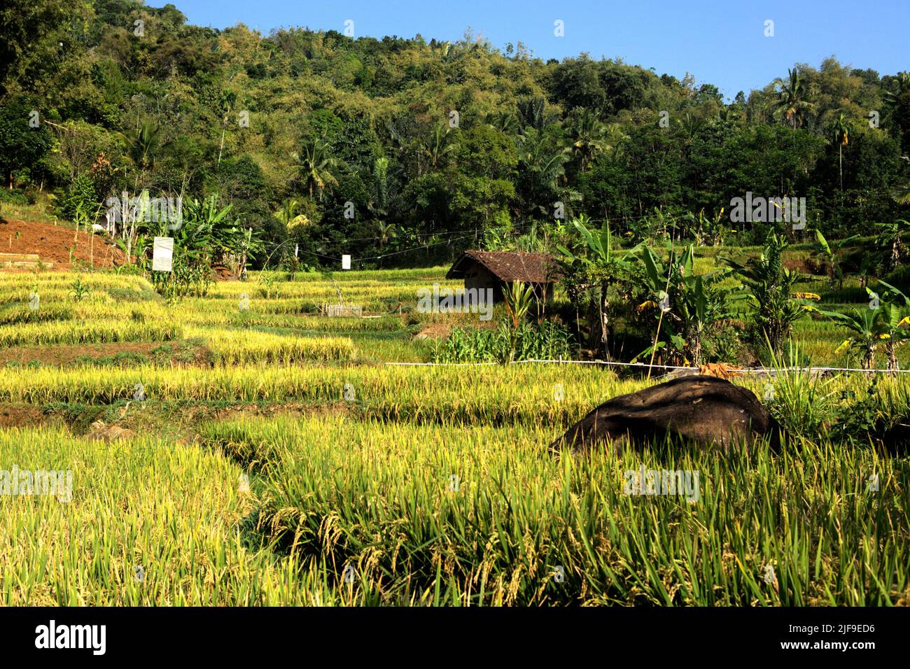 Paysage de rizières en terrasses à Sumedang, Java Ouest, Indonésie. La culture du riz paddy est une source importante d'émissions et elle augmente, sur laquelle l'Asie est identifiée comme responsable de 89% des émissions mondiales de la culture du riz, selon le Groupe d'experts intergouvernemental sur l'évolution du climat (GIEC) dans son rapport de 2022. Banque D'Images