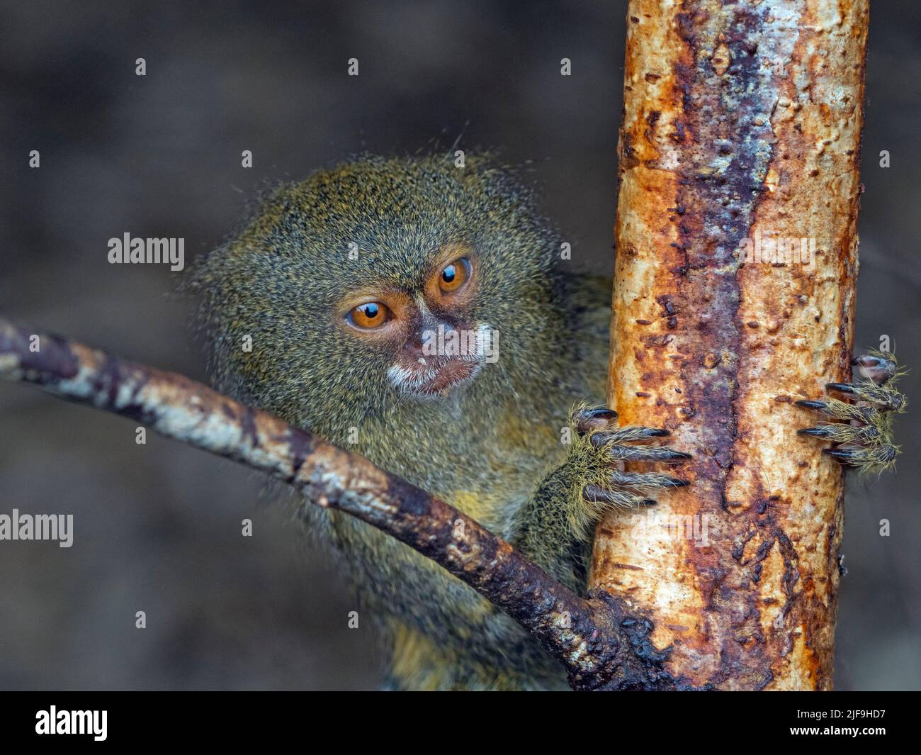 Marmoset pygmée à ventre blanc Cebuella pygmaea l'un des plus petits primates au monde Banque D'Images