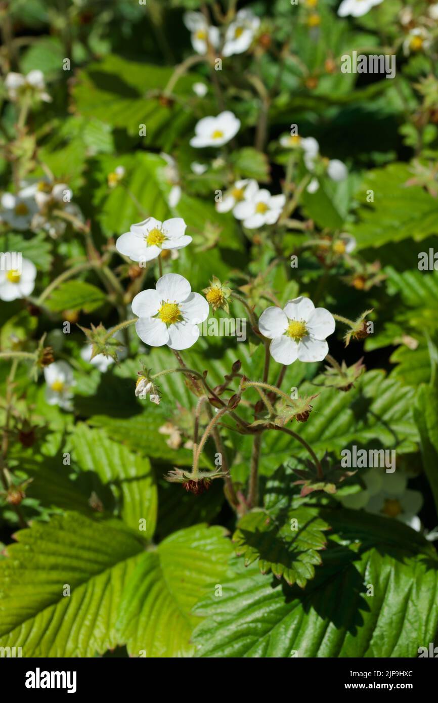 Plante de fraise avec des fleurs blanches dans un pré Banque D'Images