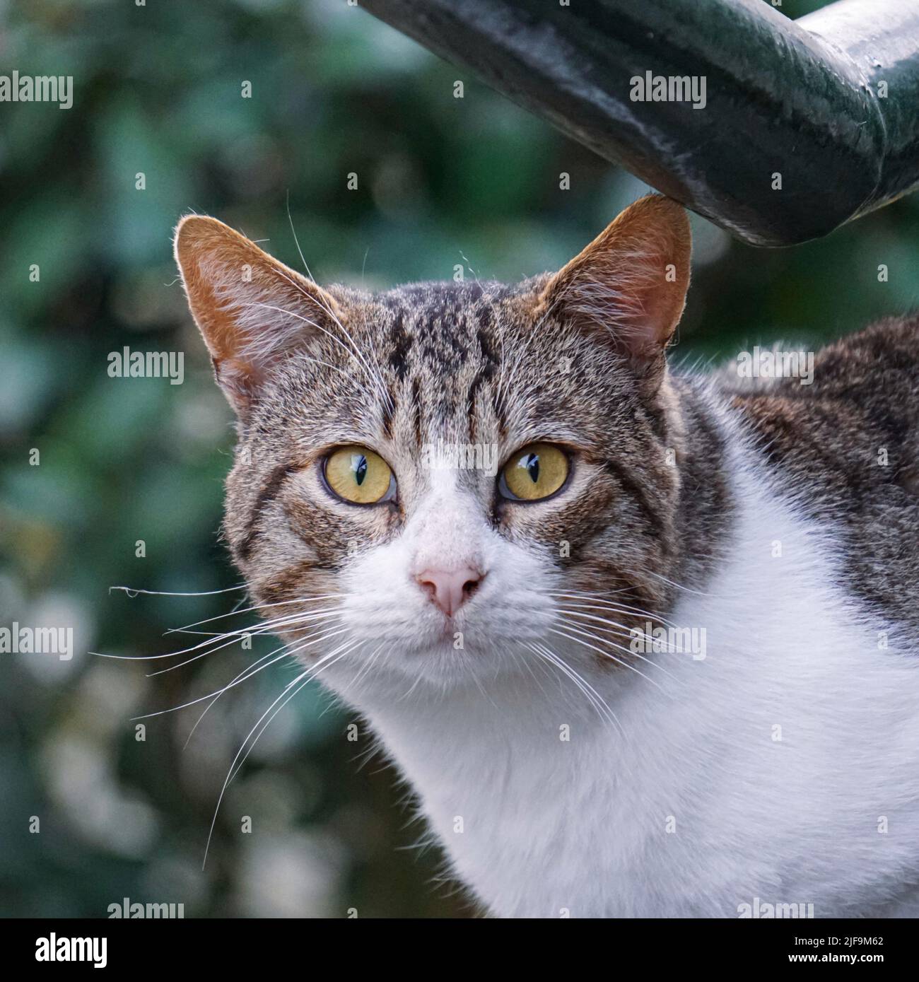 portrait de chat gris parasite, thèmes animaux Banque D'Images