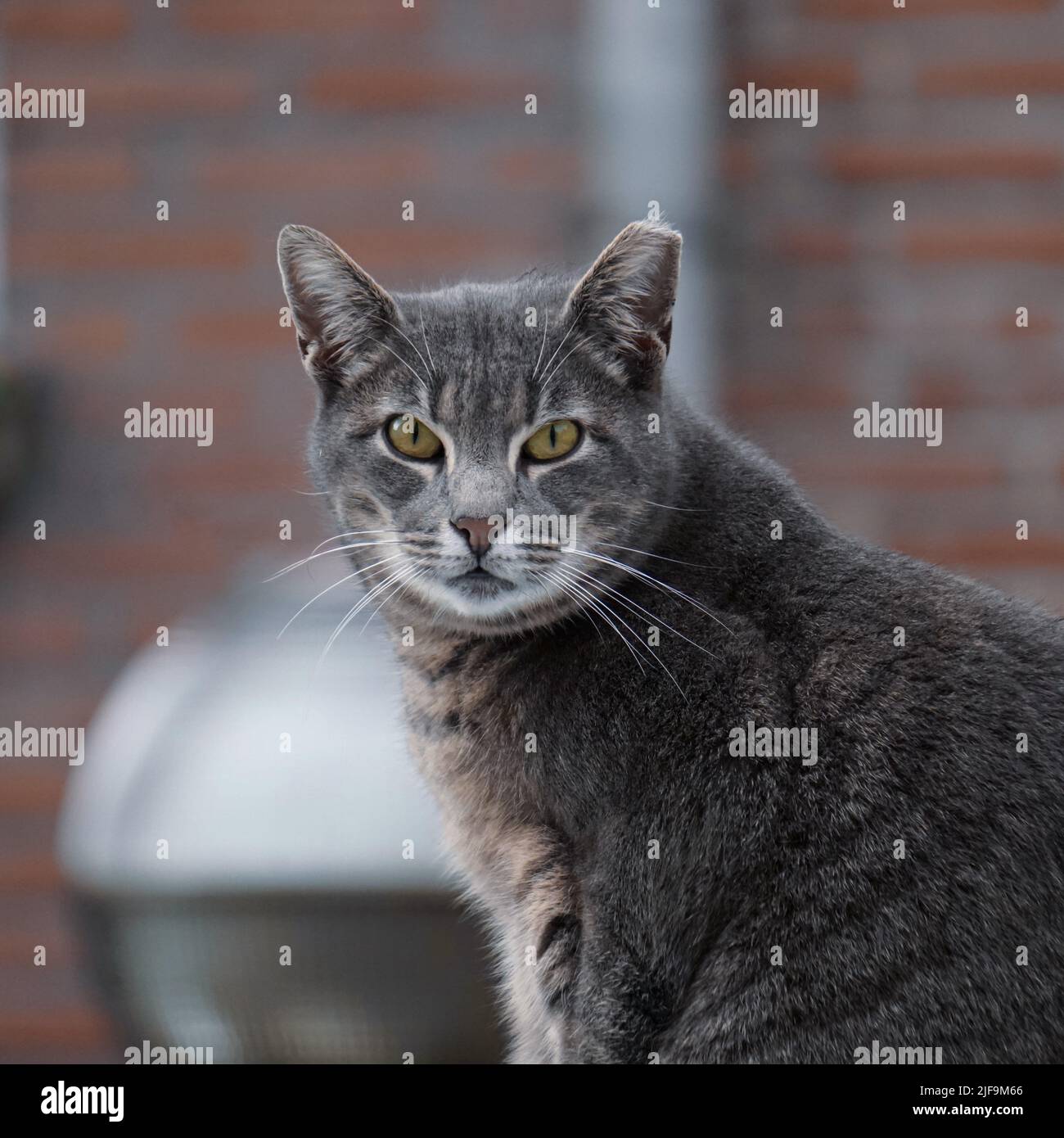 portrait de chat gris parasite, thèmes animaux Banque D'Images