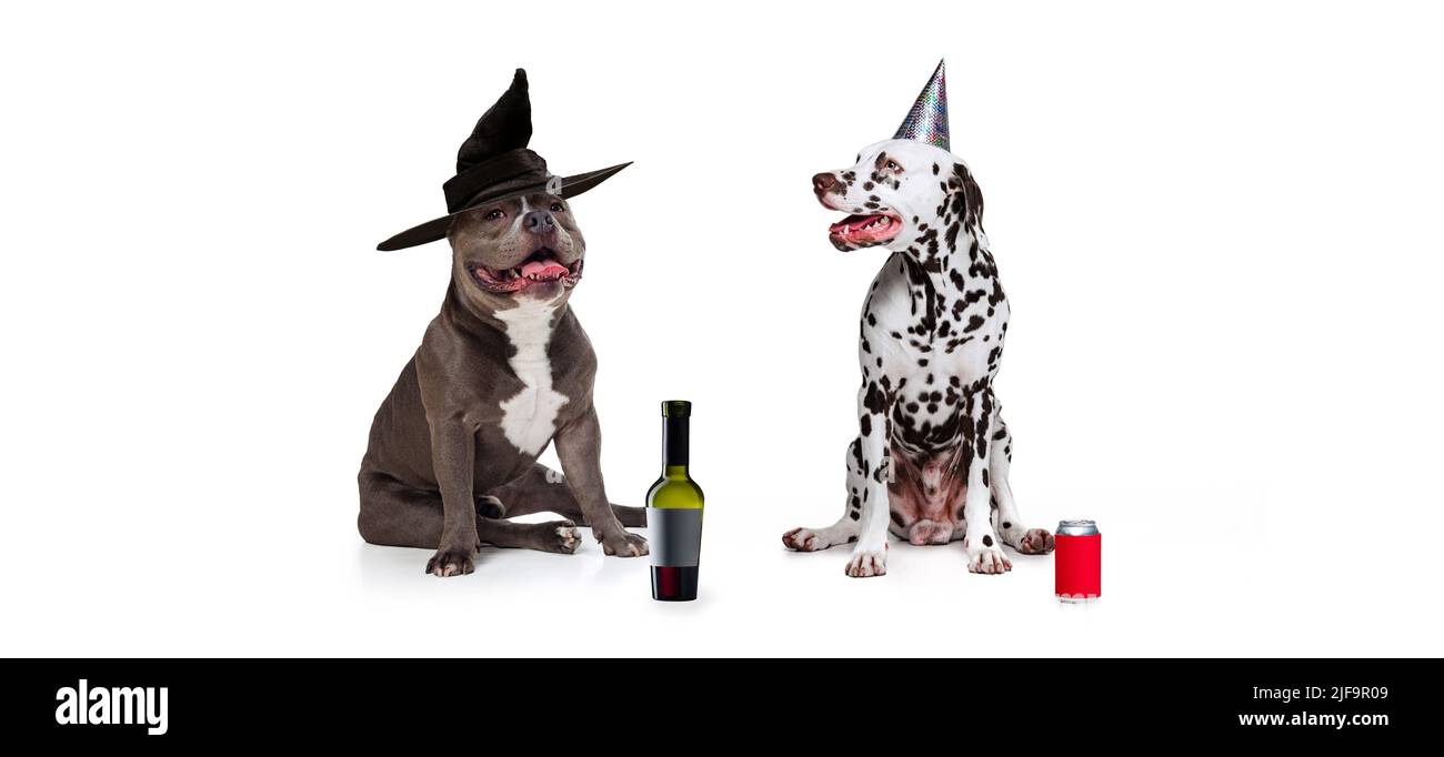 Collage créatif. Deux chiens ayant la fête, la fête, portant des costumes isolés sur fond blanc Banque D'Images