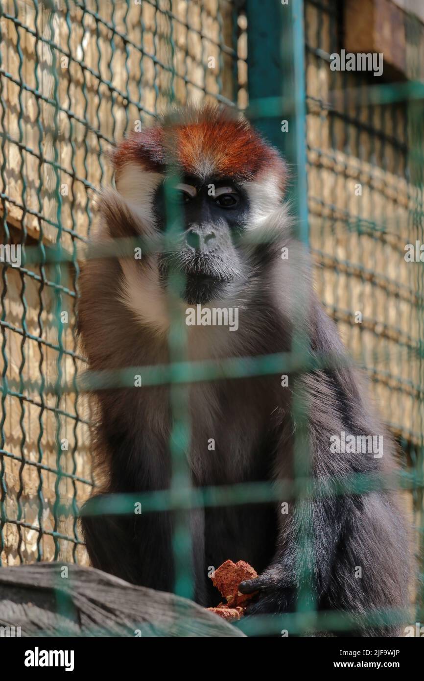 Gros plan sur le devant de la mangabey à col blanc Cercocebus torquatus, mangabey à capuchon rouge regardant l'appareil photo et manger, vue à angle bas. Une Red-heade Banque D'Images