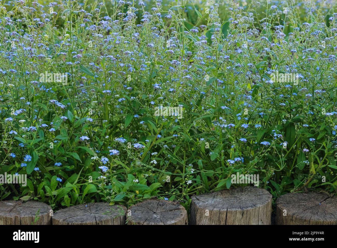 De nombreuses fleurs alpines bleues sur une glade verte au printemps. Printemps prairie sauvage dans les montagnes. Forget-Me-Not Myosotis scorpioides est en fleurs. Banque D'Images