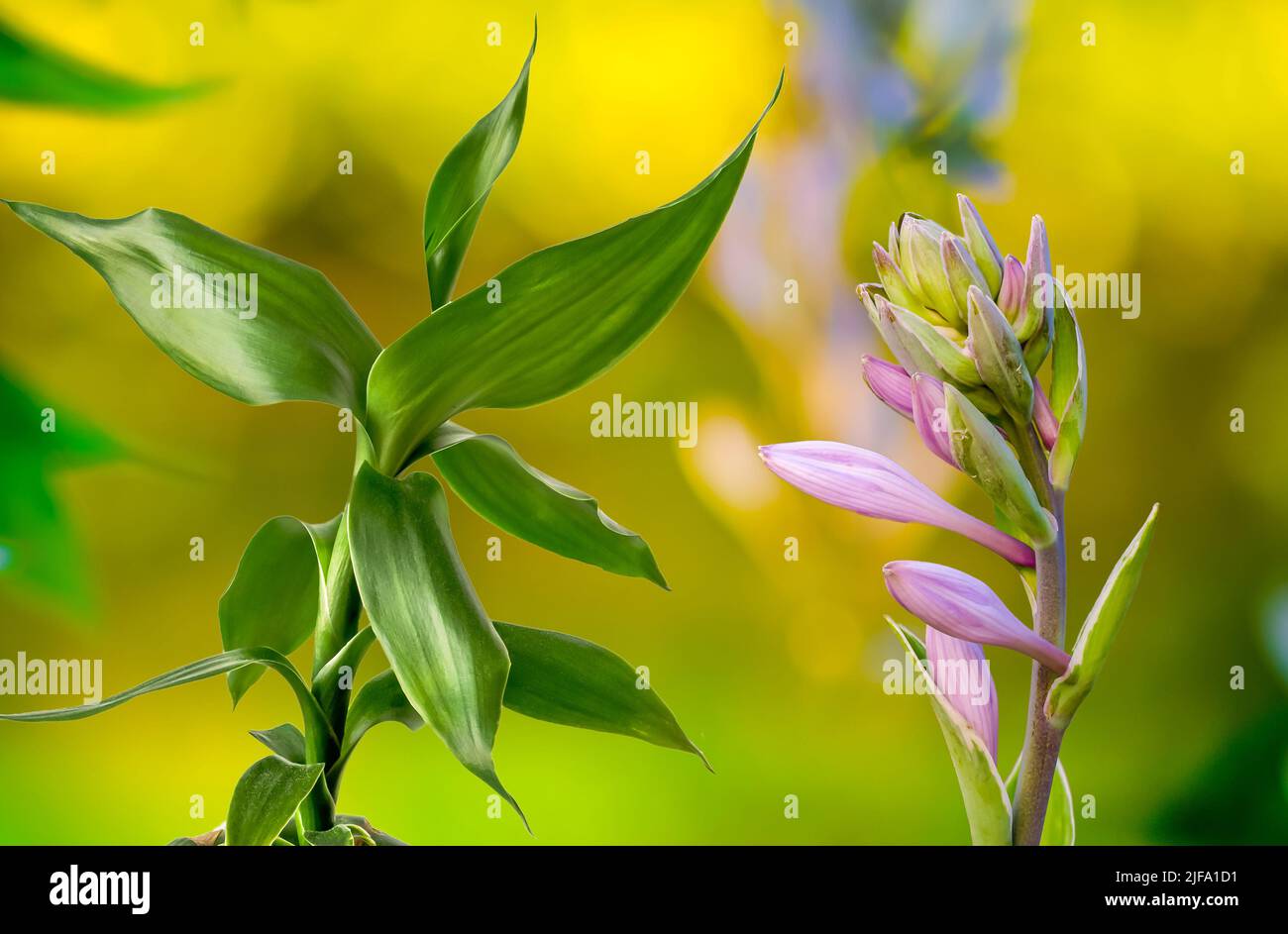 Lucky Bamboo et Funkia Hosta gros plan sur un fond flou, heure d'or, bokeh, arrière-plan pour les projets Banque D'Images