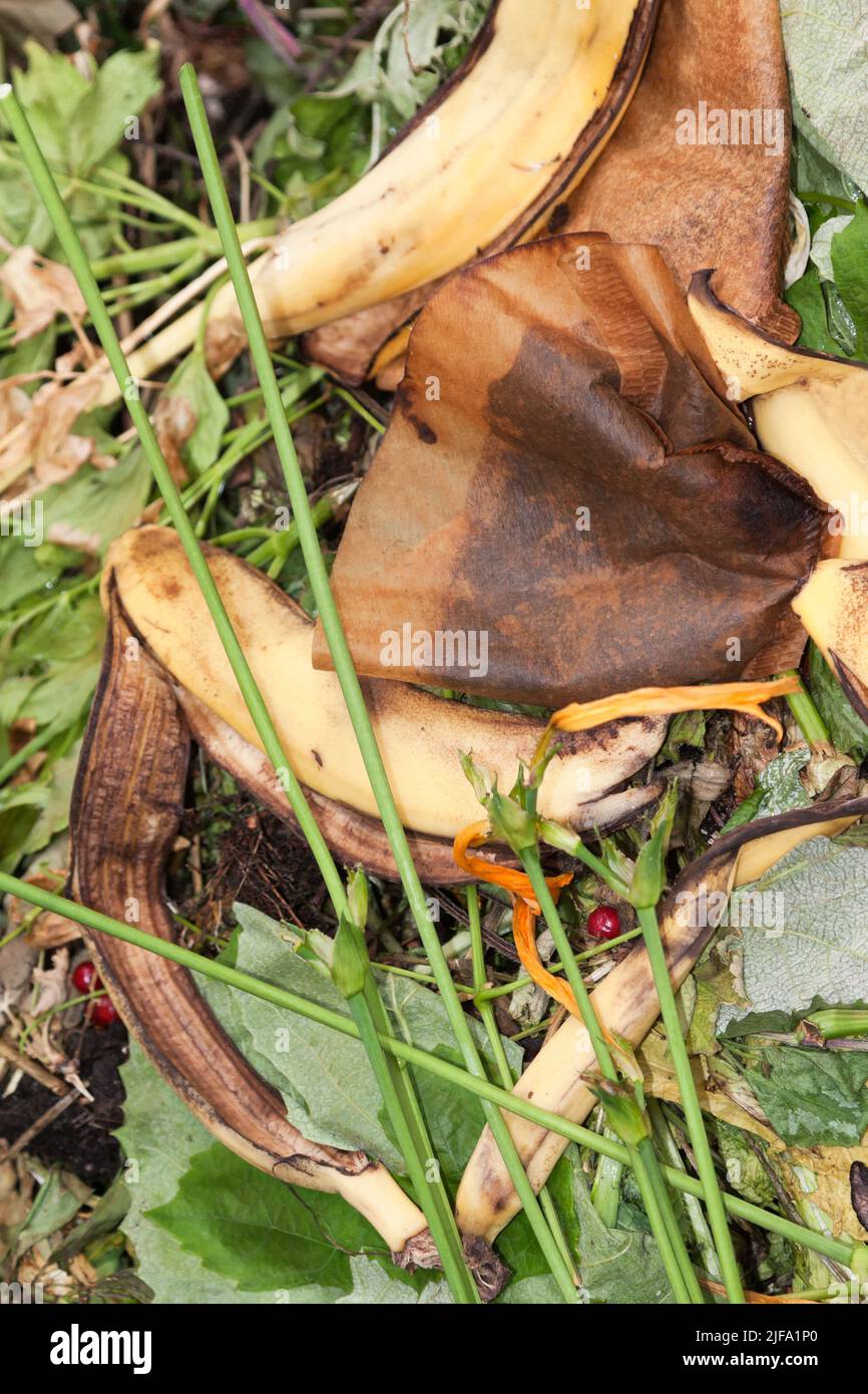 Tas de compost dans un jardin, Allemagne Banque D'Images