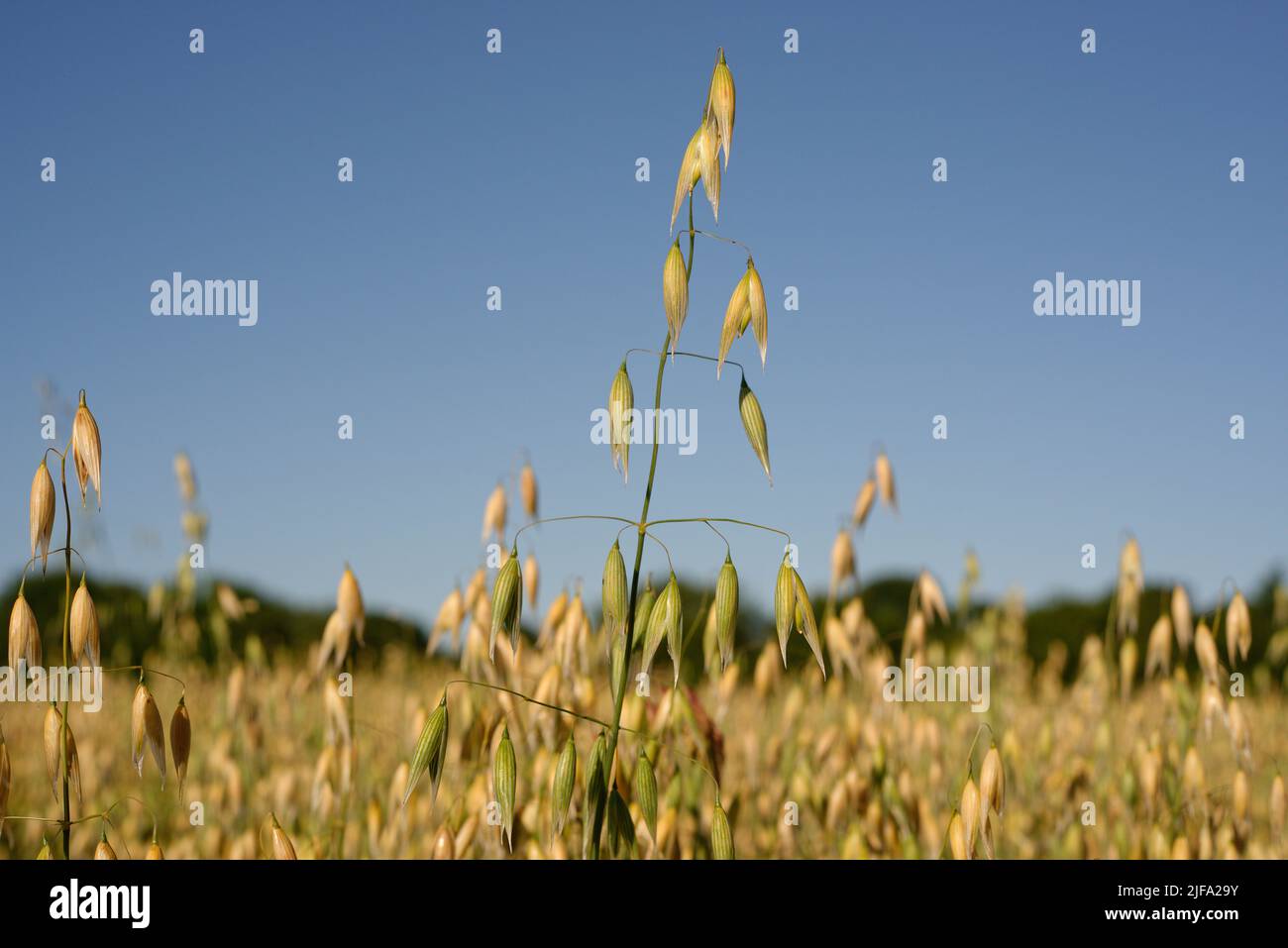 La récolte d'avoine rouge (Avena Sativa) mûrit dans un champ. Banque D'Images