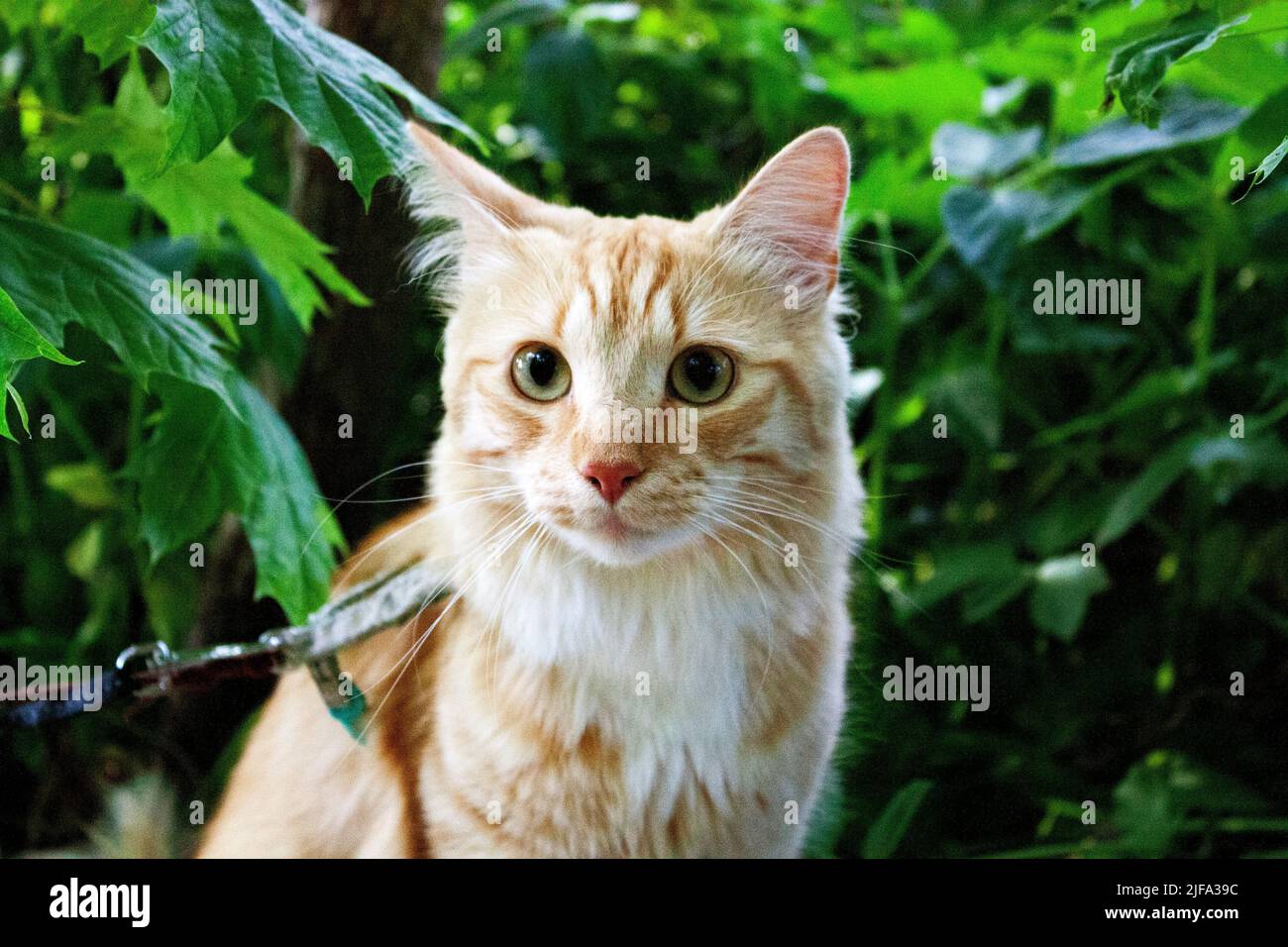 Le chat a une promenade dans la forêt Banque D'Images