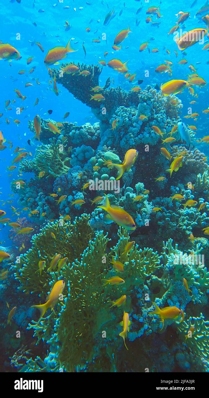 Les poissons tropicaux colorés nachent sur le récif de corail sur fond bleu. La vie sous-marine dans l'océan. Chrome arabe (Chromis flavaxilla) et LyRetail Banque D'Images