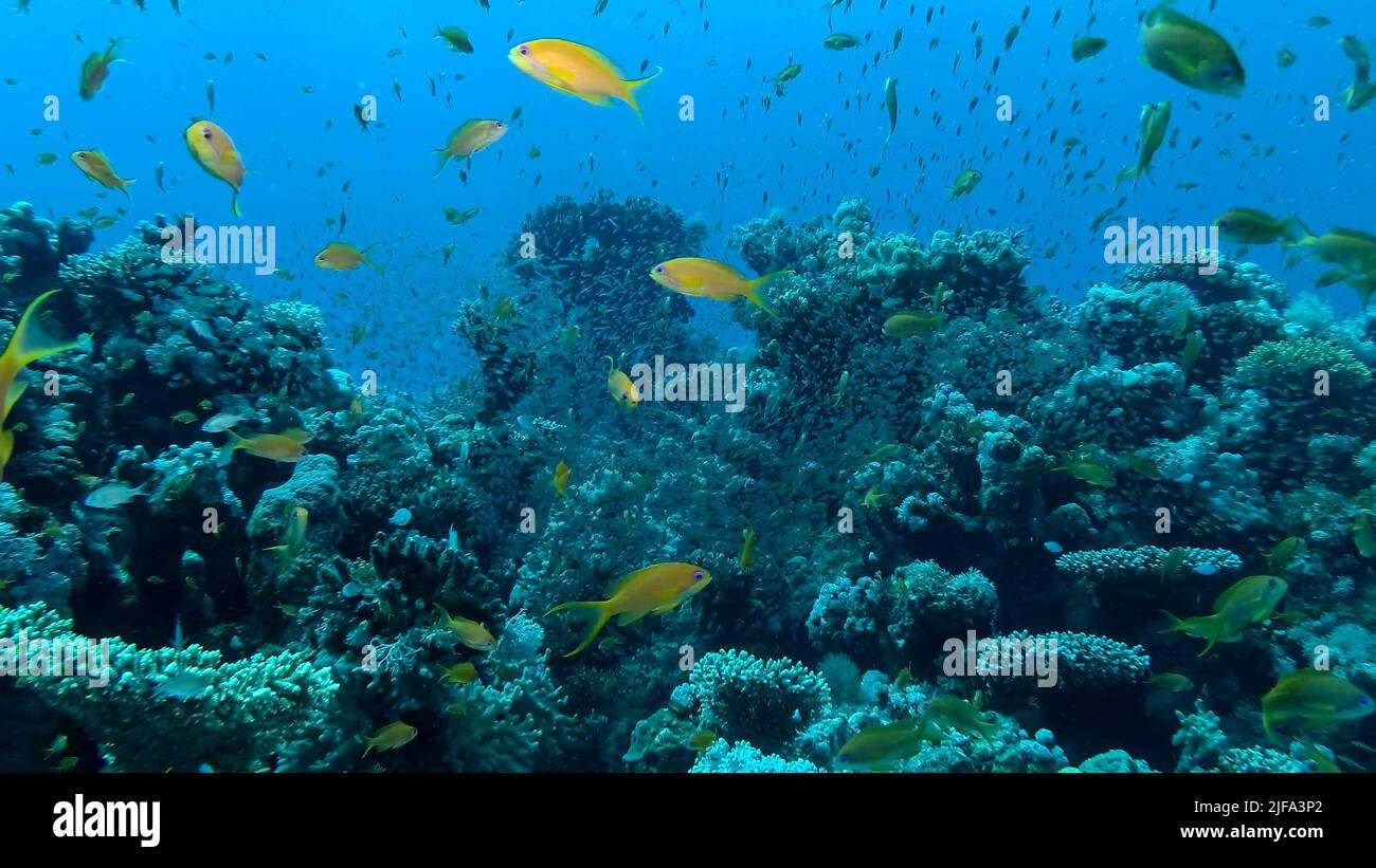L'école massive de LyRetail Anthhias (Pseudanthias squamipinnis) et de GlassFish se balaie près du récif corallien. La vie sous-marine sur le récif de corail dans l'océan. Rouge Banque D'Images