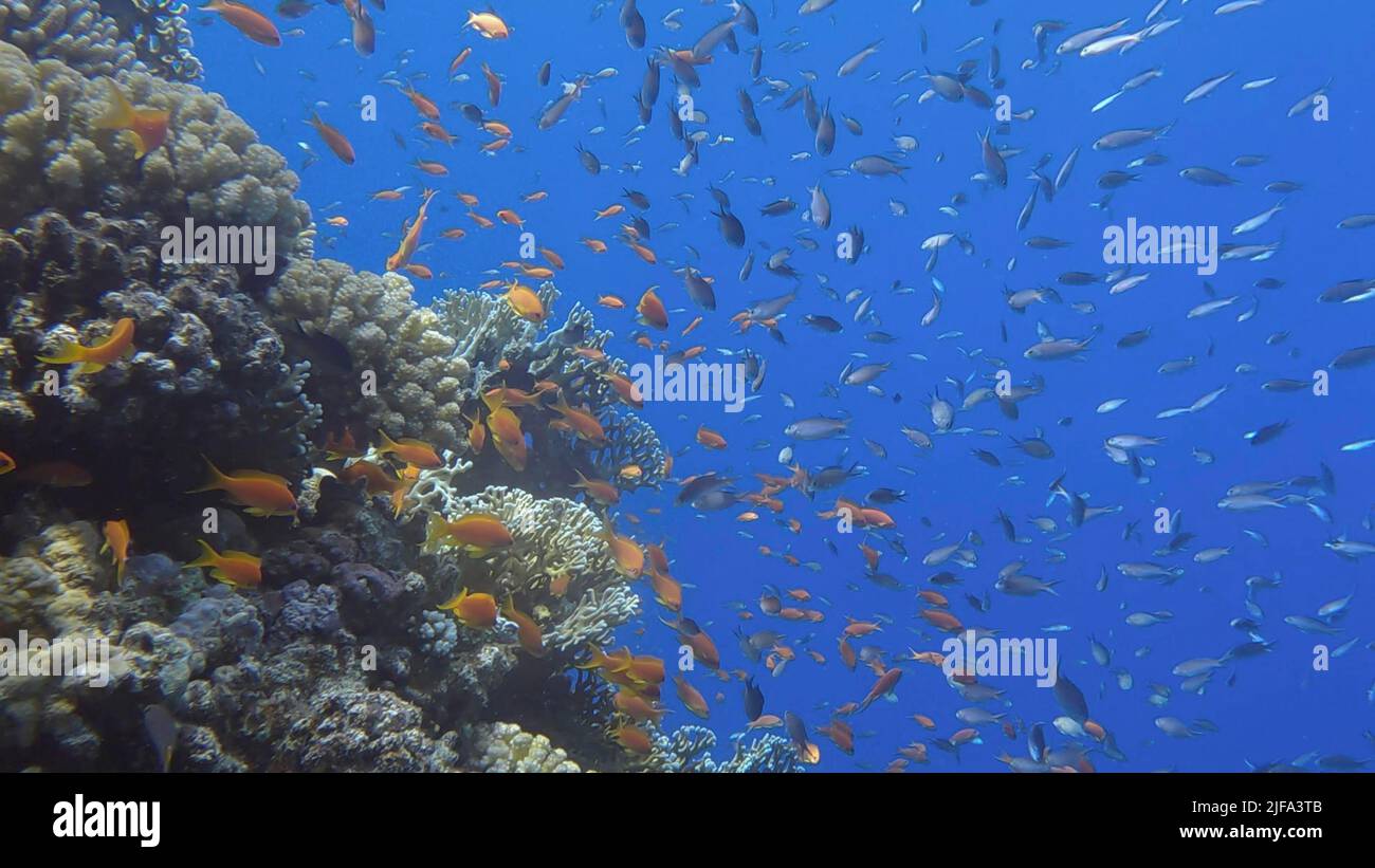 Les poissons tropicaux colorés nachent sur le récif de corail sur fond bleu. La vie sous-marine dans l'océan. Chrome arabe (Chromis flavaxilla) et LyRetail Banque D'Images