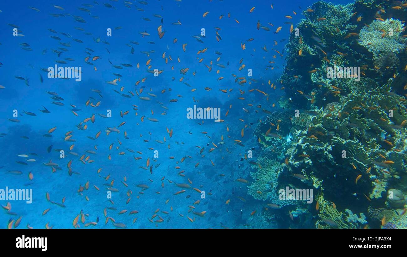 Poissons tropicaux colorés et magnifique récif de corail sur fond bleu. La vie sous-marine sur le récif de corail dans l'océan. Mer rouge, Égypte Banque D'Images