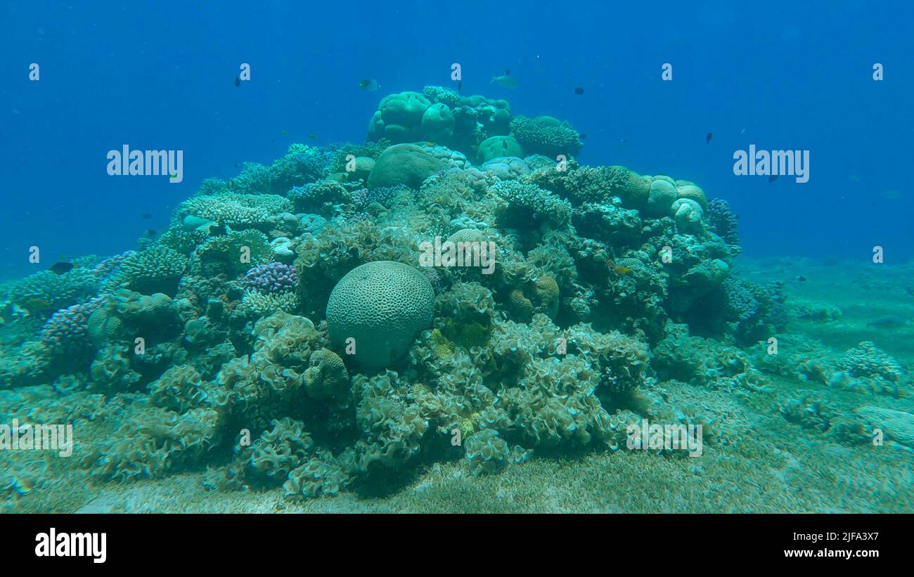 Poissons tropicaux colorés et magnifique récif de corail sur fond bleu. La vie sous-marine sur le récif de corail dans l'océan. Mer rouge, Égypte Banque D'Images