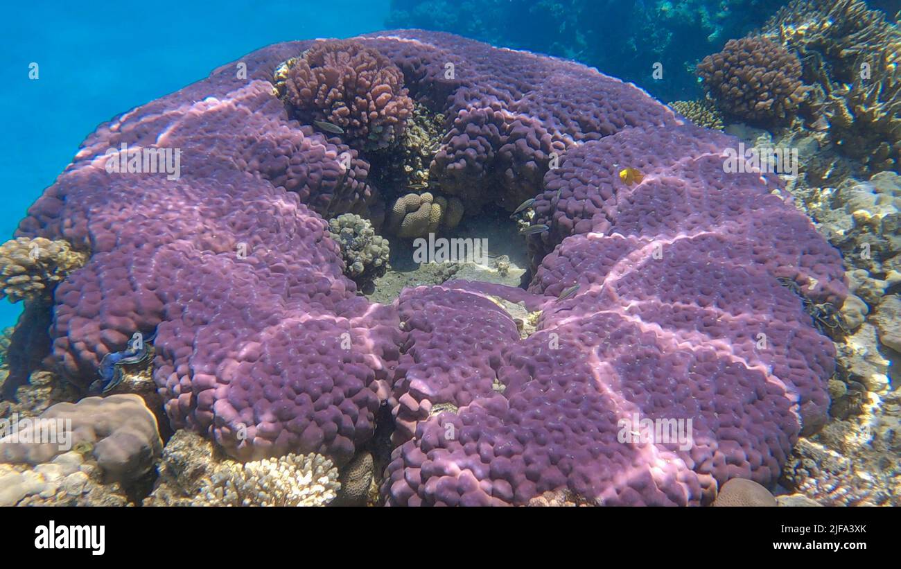 Magnifique récif de corail tropical en forme d'anneau, corail dur (Porites lutea) . Caméra en marche avant. La vie sous-marine dans l'océan. Mer rouge Banque D'Images