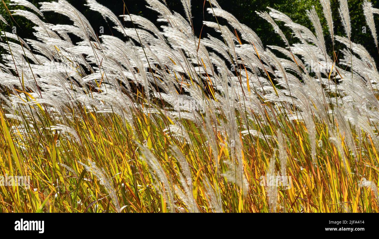 Herbe de plumes tendre. Paysage et beauté de la nature. Banque D'Images