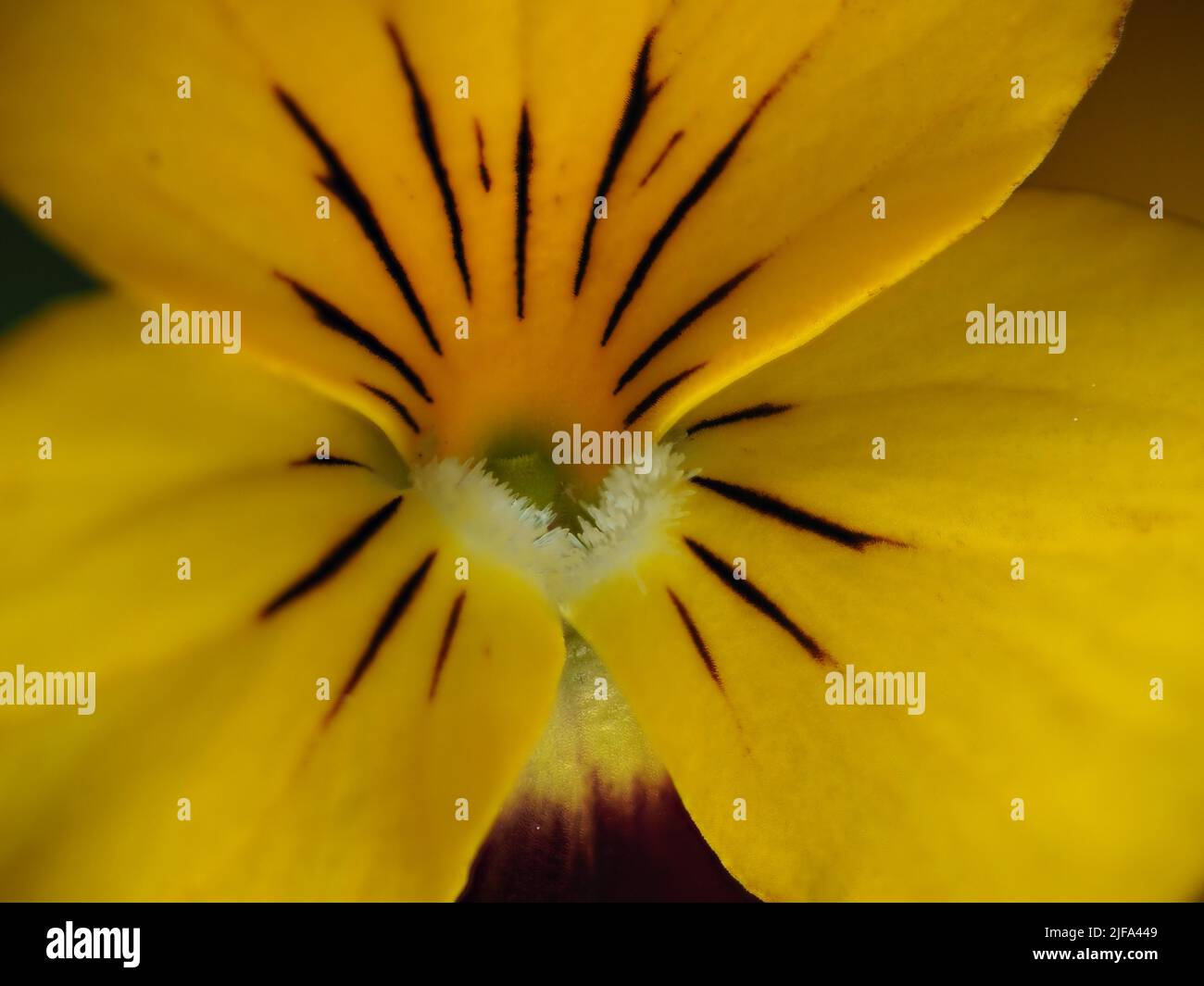 Gros plan, fleur de pansy, macro, Baden-Baden, Bade-Wurtemberg, Allemagne Banque D'Images