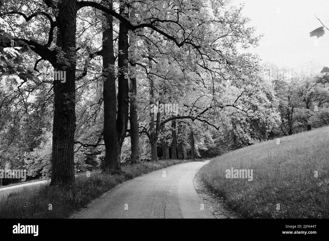 Parkweg, SW image infrarouge Baden-Baden, Bade-Wurtemberg, Allemagne Banque D'Images