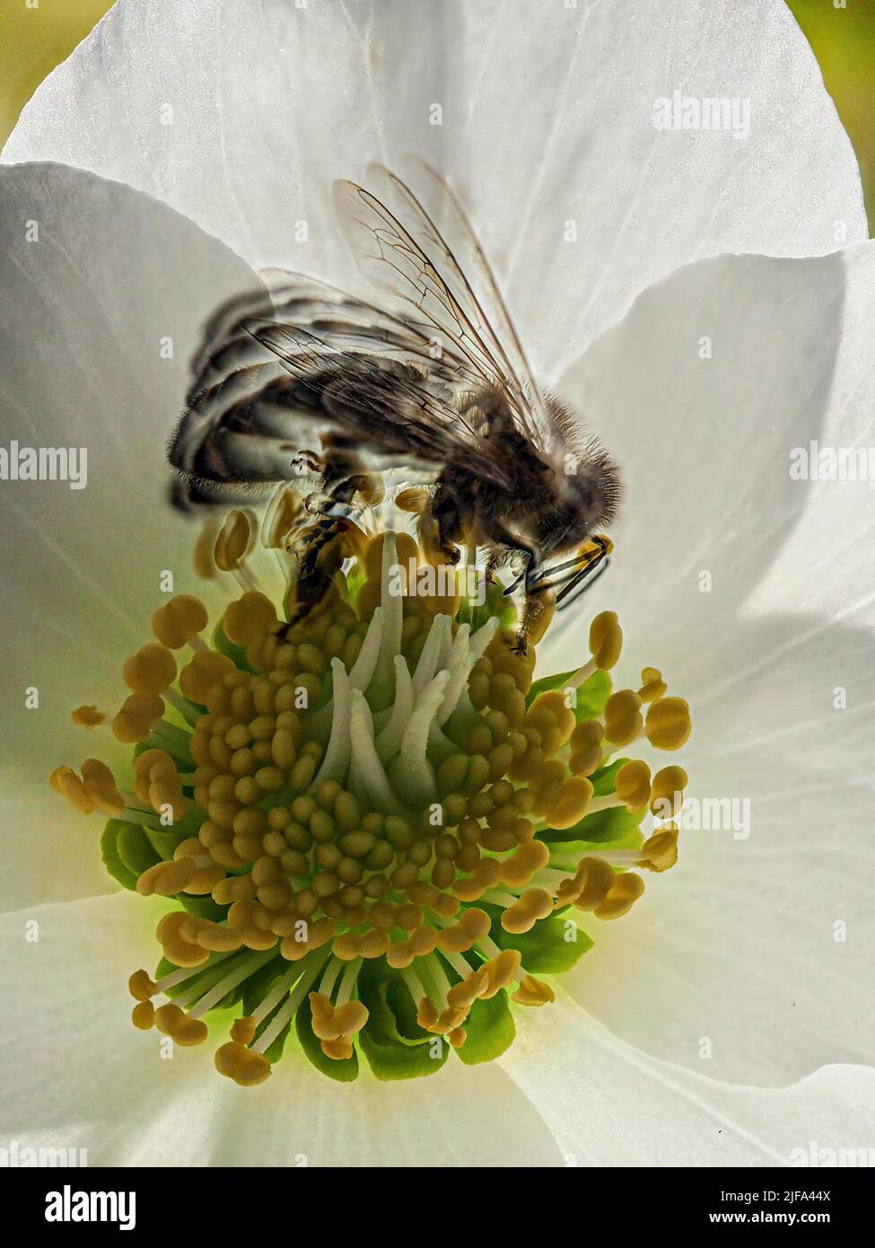 Abeille précoce en mouvement à Noël rose floraison en hiver, Baden-Baden, Bade-Wurtemberg, Allemagne Banque D'Images
