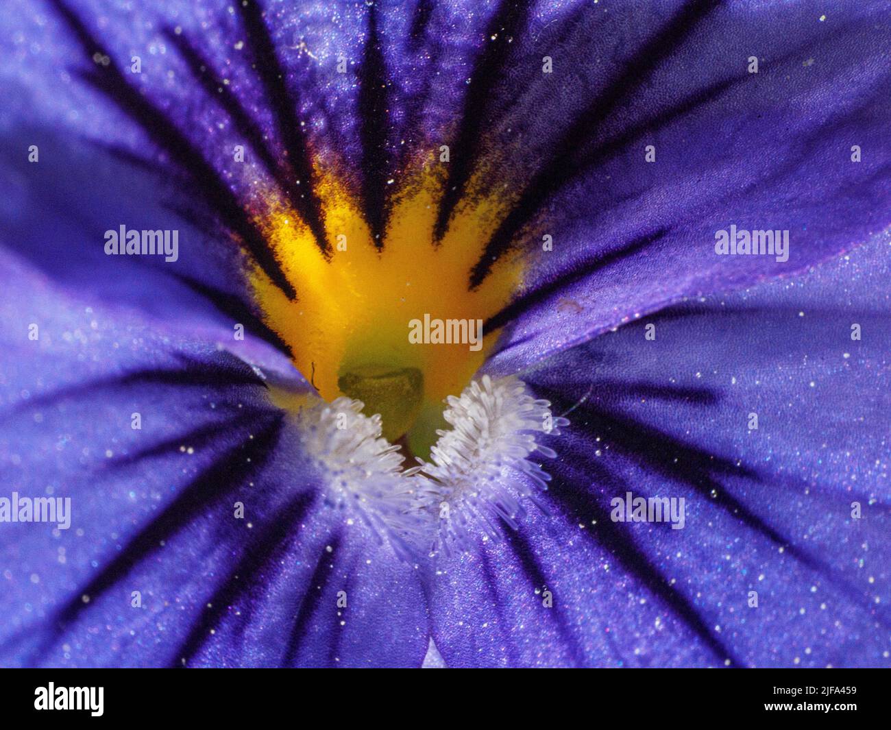 Gros plan, fleur de pansy, macro, Baden-Baden, Bade-Wurtemberg, Allemagne Banque D'Images